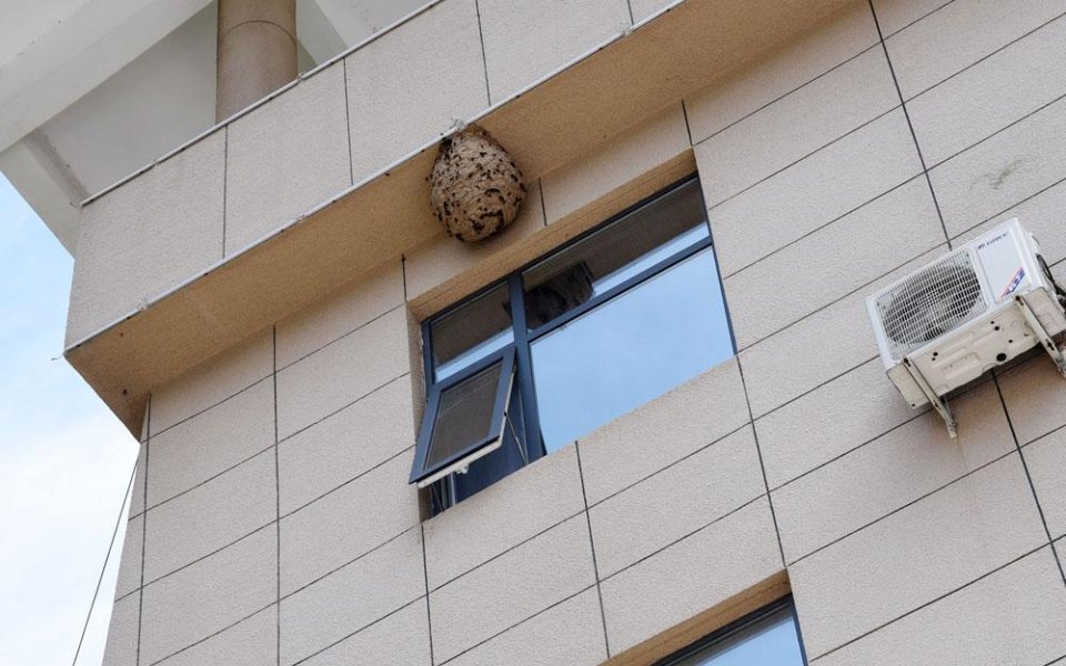 景区宾馆楼上结了一个长50厘米的巨大马蜂窝游客全然不知