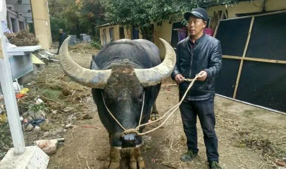 贵州牛王真的技术好,他们是怎么样喂养的,赶紧看一下