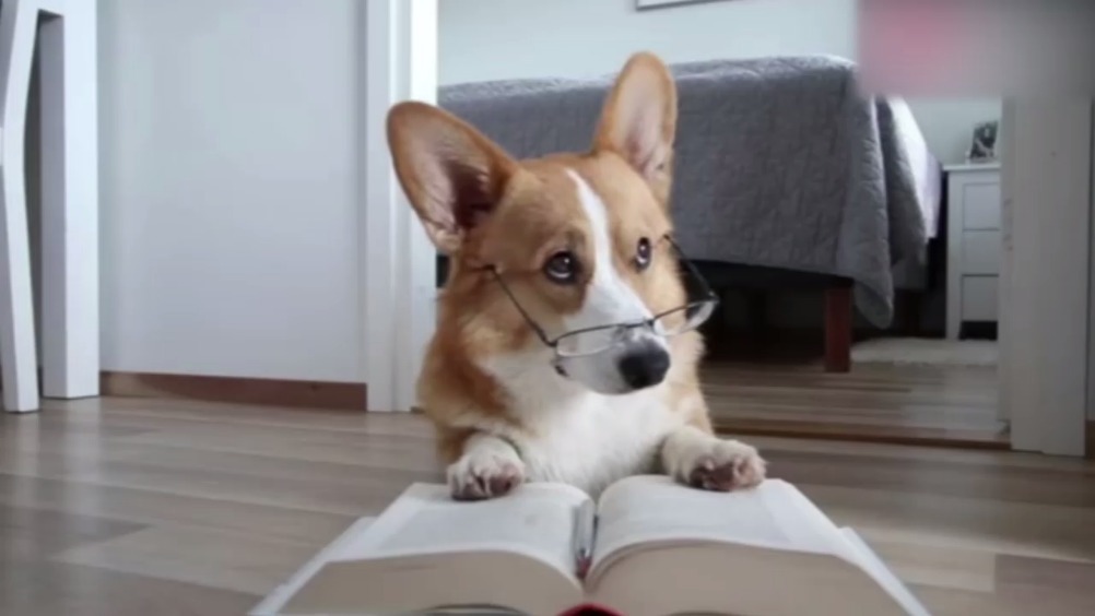 柯基戴眼镜,也太可爱了吧!