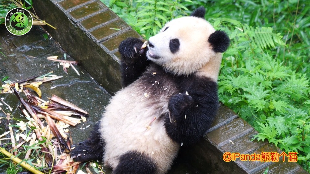 抖音搞笑视频 拍个嘴巴嘟嘟保证比嘴巴嘟嘟姐