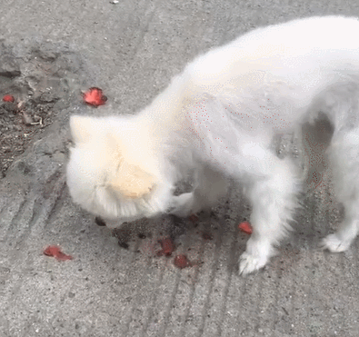 护食的狗狗让你笑到不能自理看客们请注意请拿稳自己的手机