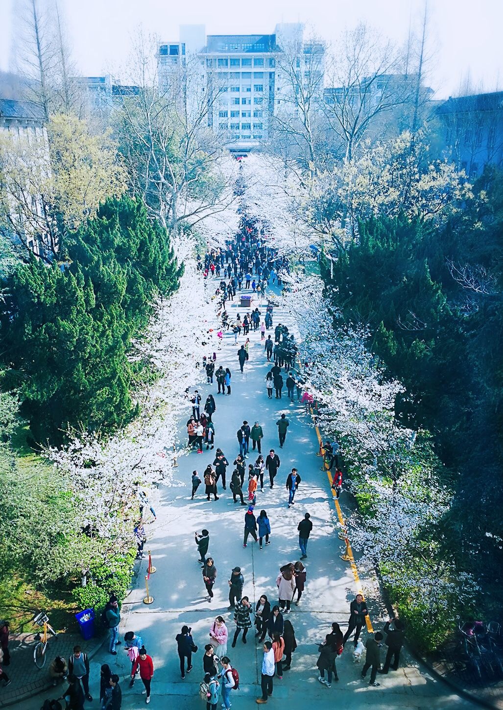 南林樱花大道的樱花绽放.