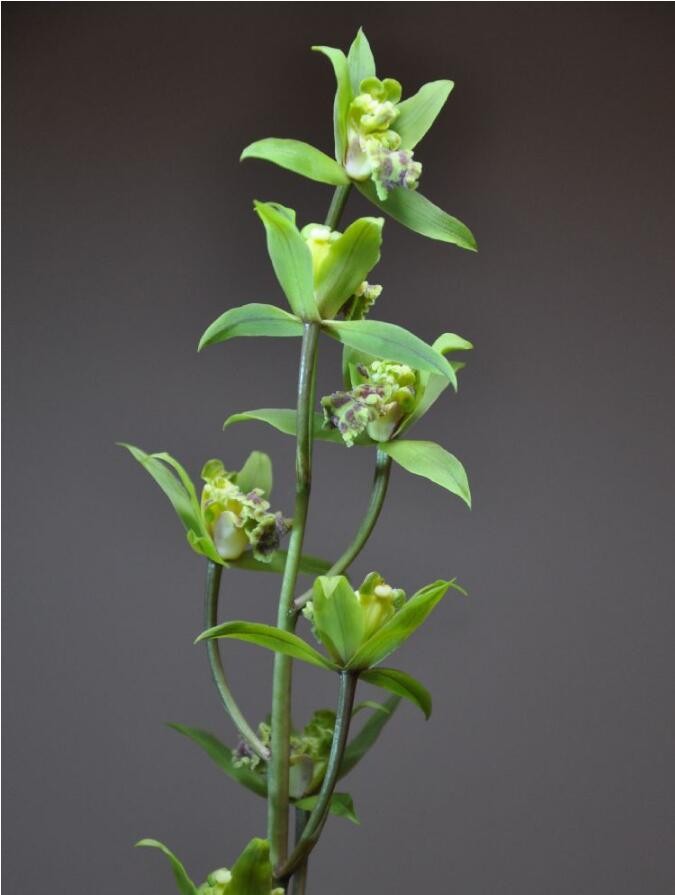 蕙兰绿牡丹,很漂亮_新浪看点