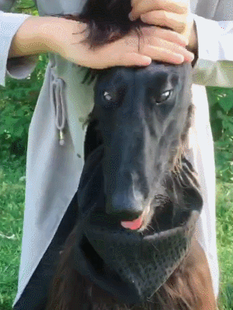 主人给狗狗扎辫子扎的白眼都翻出来了网友夜华是你吗