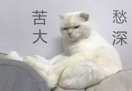 网友家的猫,自打来了家里就成天愁眉苦脸,每天都是一副闷闷不乐的样子