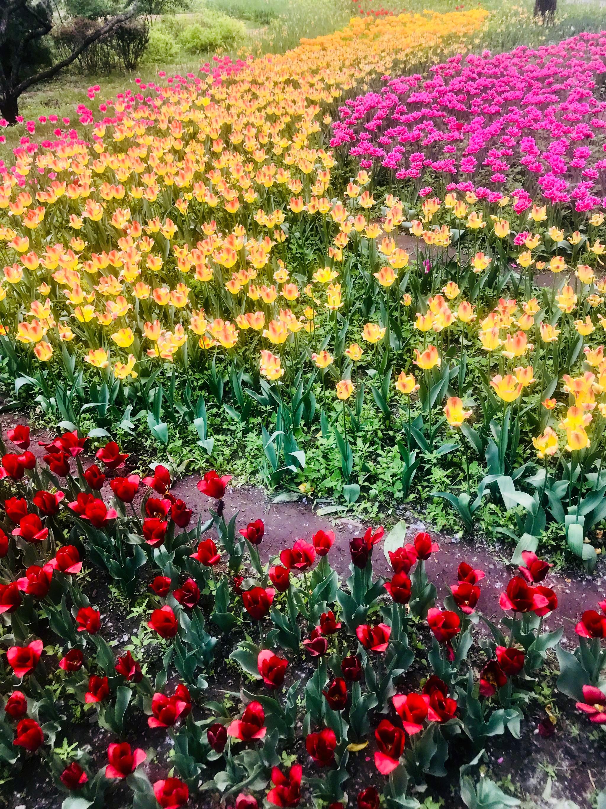 繁花似锦的春天
