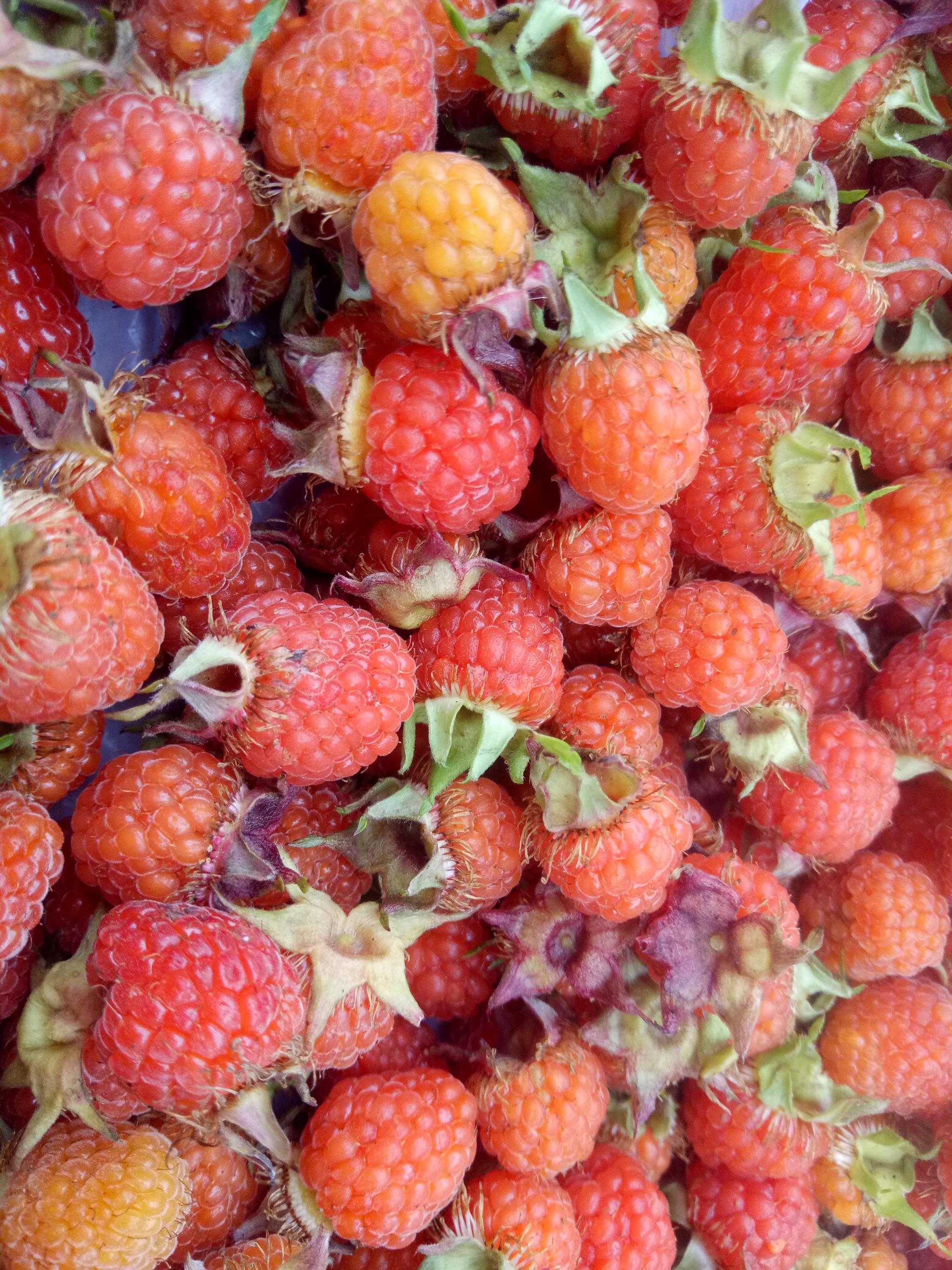 绝对的纯天然野生水果恐怕城里人没见过也没吃过吧