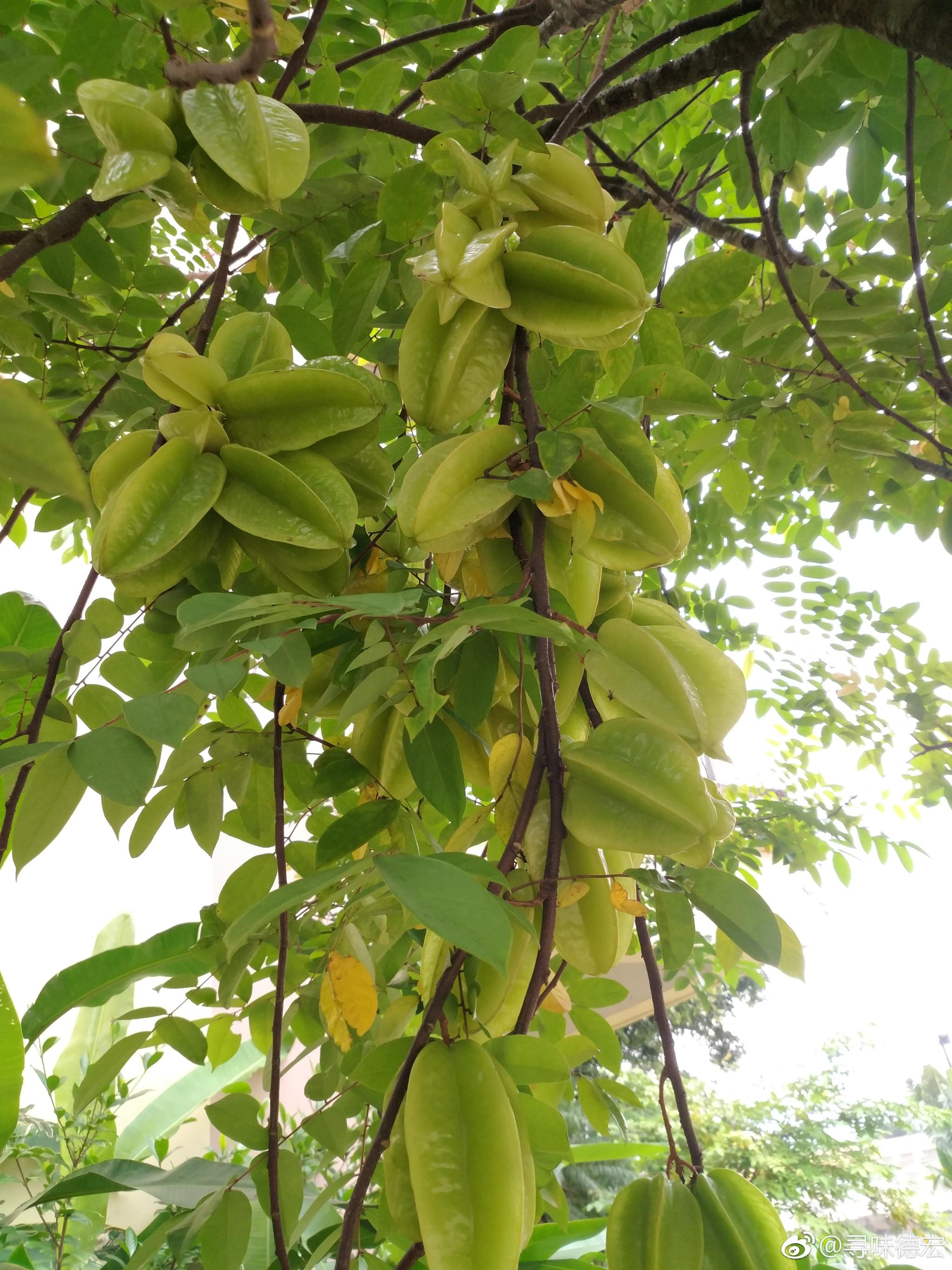 忙忙,也没有时间好好转悠下,今天突然发现小区里竟然种了这么多杨桃树