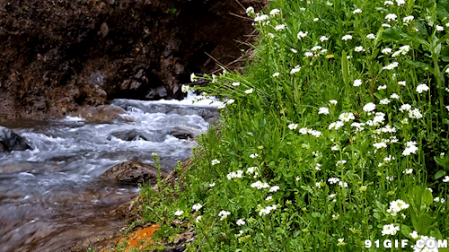 500_281gif 动态图 动图