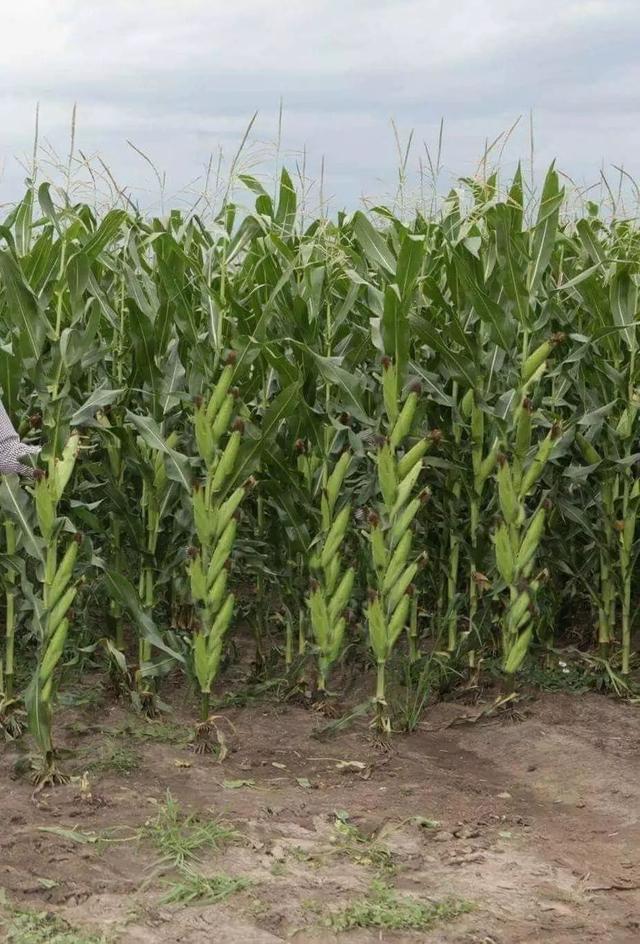 玉米"多穗"产生的原因及对措