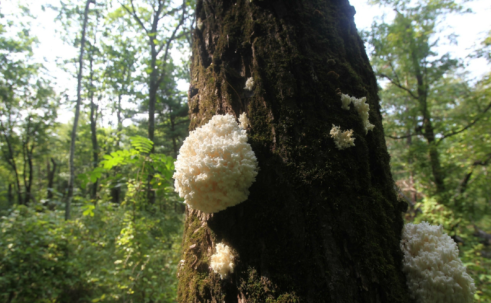 农村一珍稀树木,枯死后长出白蘑菇,是男人强腰益肾好食材|云南|猴头菇