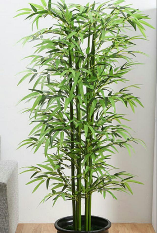 栽植观赏性竹子要注意以下几点事项