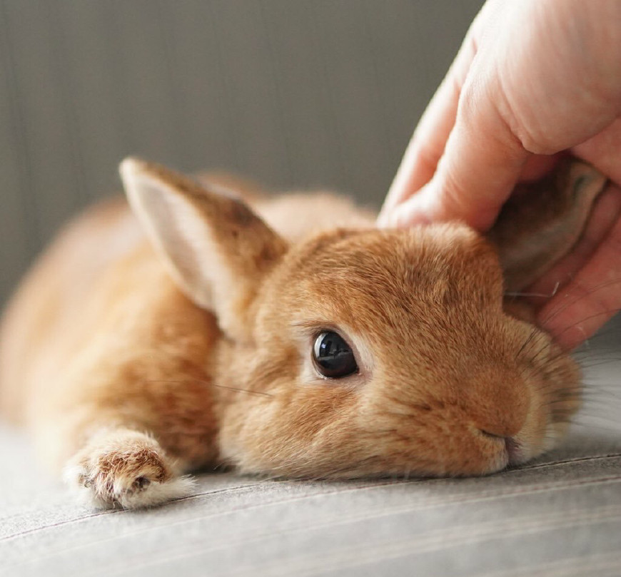 女孩正在工作,兔子在一旁守护着,等女孩忙完后