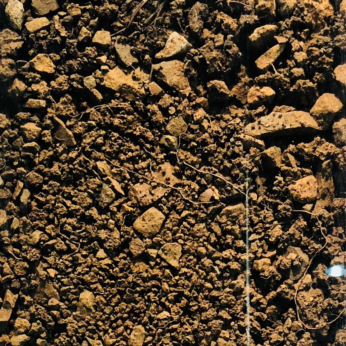 陆地上的各种土壤