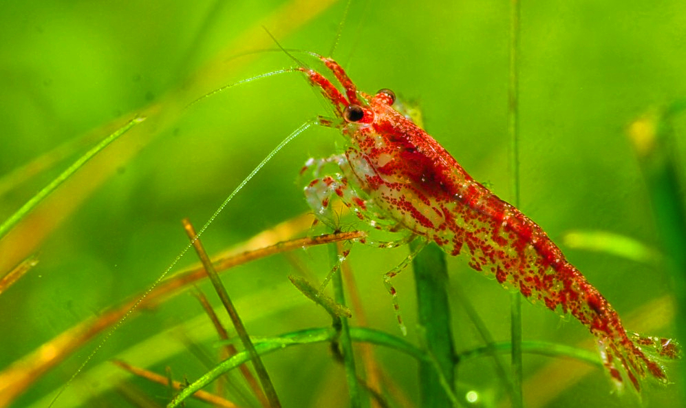 观赏与工具兼备的虾,樱花虾的雌雄分辨