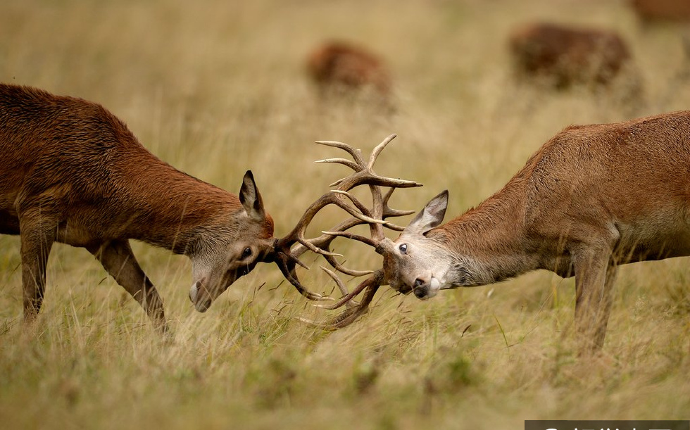 伦敦公园发情红鹿狂暴好斗大打出手
