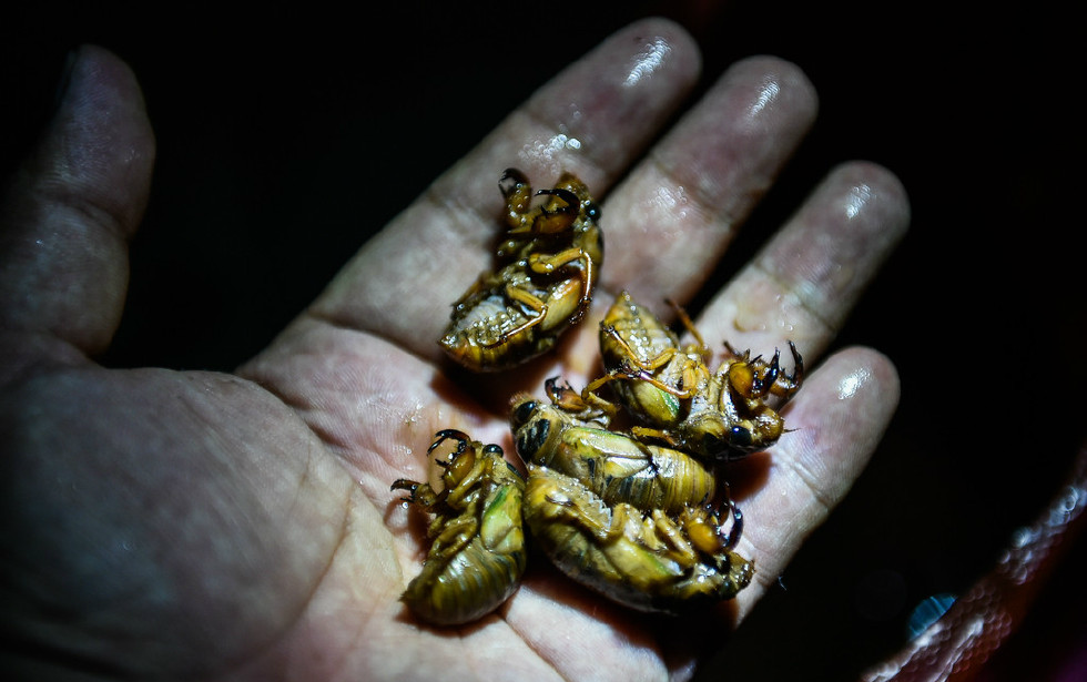 只有在夏天才有的致富法宝有捕蝉人月入数万元