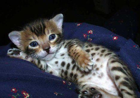 斑马|动物|杂交_新浪新闻