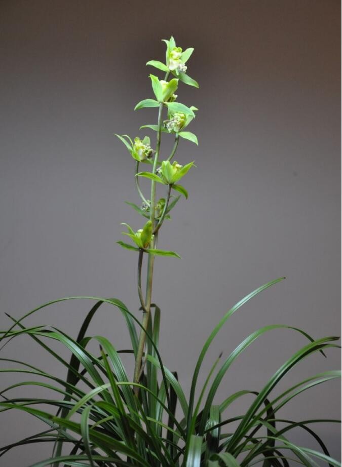 蕙兰绿牡丹,很漂亮_新浪看点