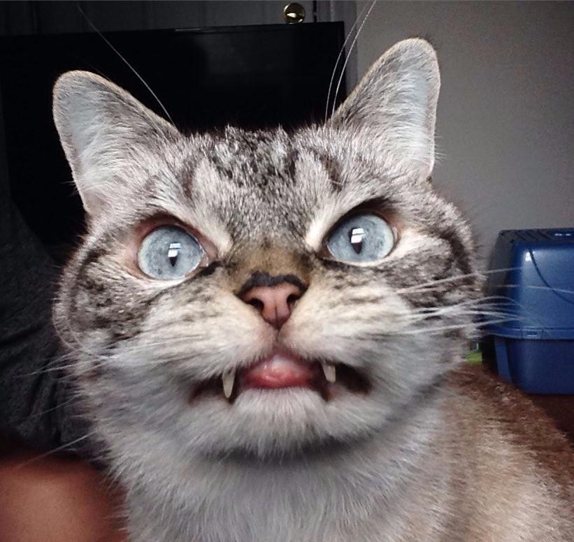 不要看喵星人平时温顺 真发起火来也是吓人的