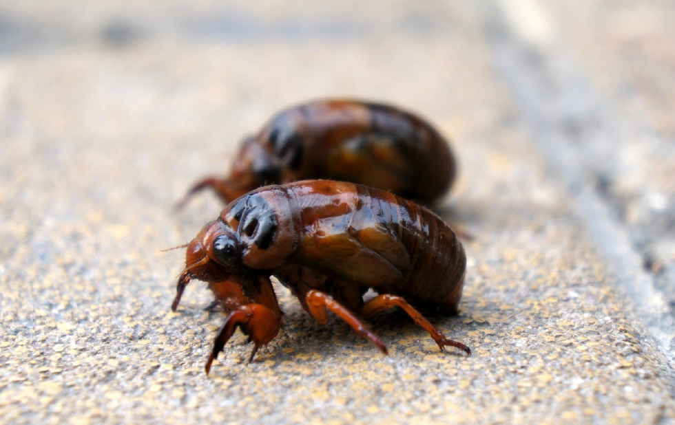 知了猴,结了猴,肉牛,结了龟,神仙或蝉龟,为同翅目蝉科中型到大型昆虫