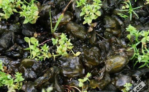 雷公屎营养价值也挺高的,做法也很多现在这种天气应该有很多在我们