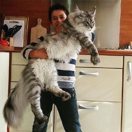 养一只巨型缅因猫是一种怎样的体验?