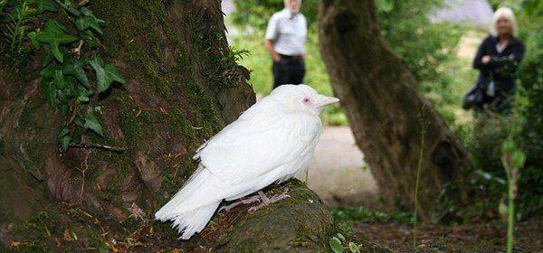 寒鸦,鸟纲,鸦科.