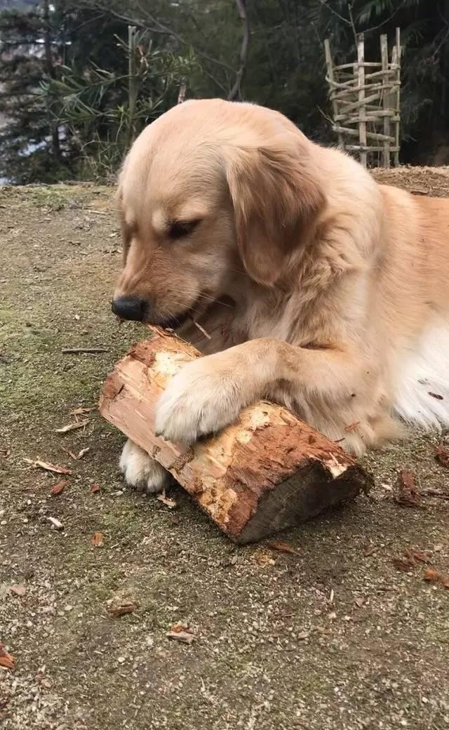 荤素通吃已经让邻居们都头疼了,狗狗居然连木头都吃.