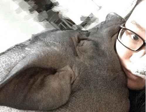 美女与猪同床睡觉4年同吃同睡还接吻真正的白菜被猪拱了