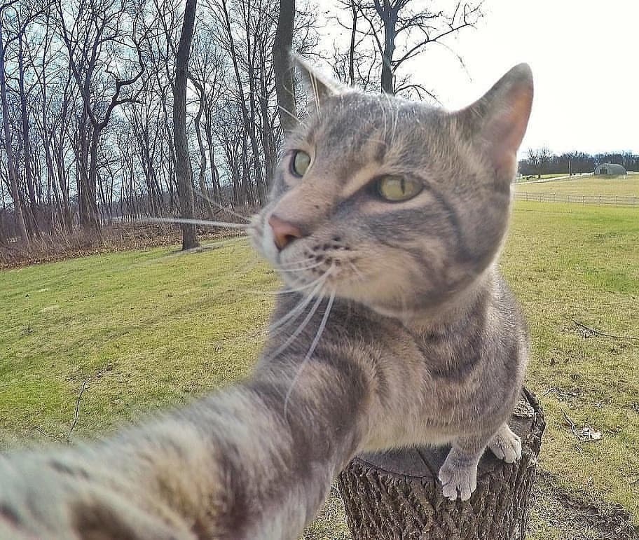 爱自拍的猫