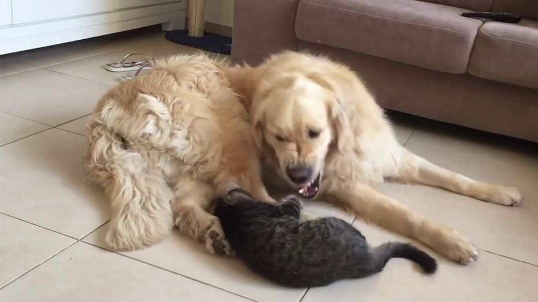 金毛犬一口咬住猫咪的头含在嘴里看傻铲屎,接下来秒露暖心一幕