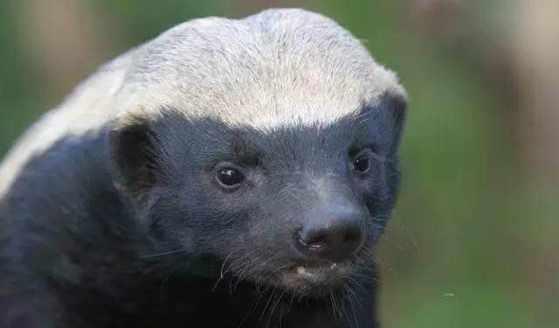 "平头哥"一生凶猛, 被赞为最大胆的动物, 连狮子也惧怕几分