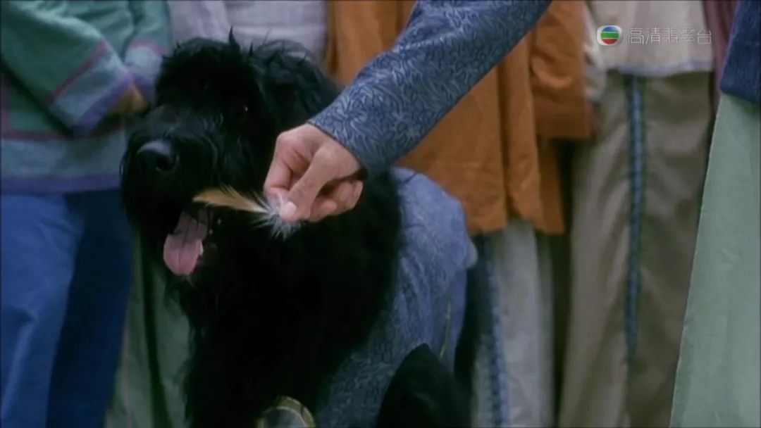 盘点周星驰电影里出现的狗狗,为什么星爷电影里总是有狗呢
