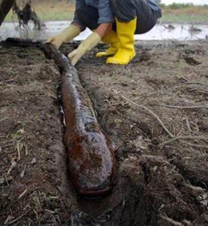 能达到300到1000伏,所以当地居民在捕捉它的时候都会带上特制的手套