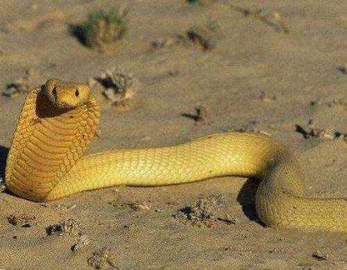 眼镜王蛇vs黄金眼镜蛇到底谁最厉害答案毫无悬念