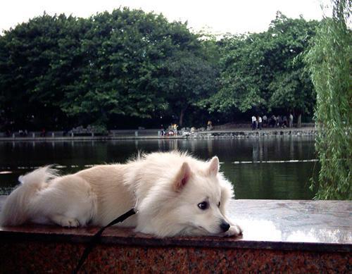 银狐犬这么好看为什么很少人养