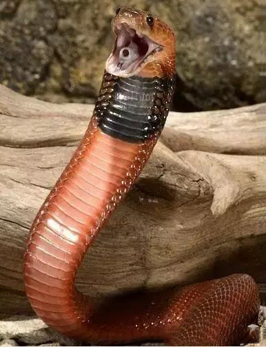 但是它们的毒没有想象中那么毒,红射毒眼镜蛇的毒性能令生物产生强烈