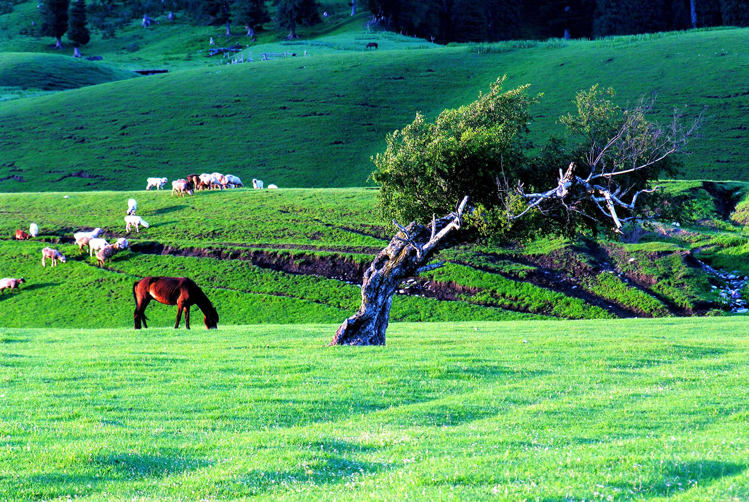 那拉提(新疆伊犁景区)——不为人知的美