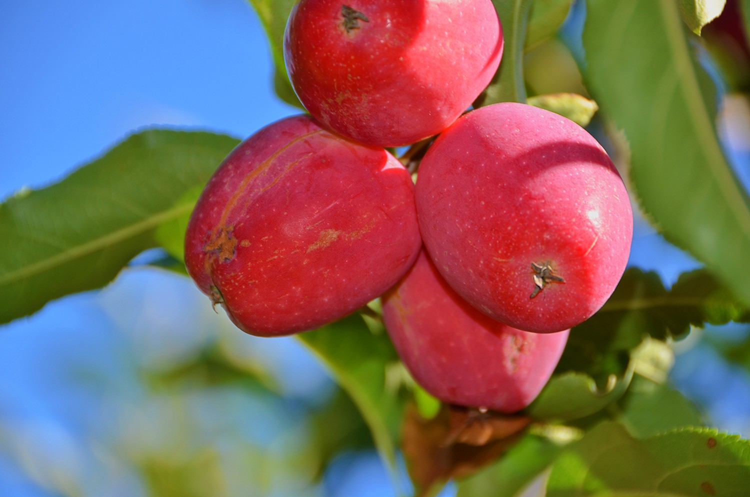 非常诱人的锦绣海棠果,原创摄影