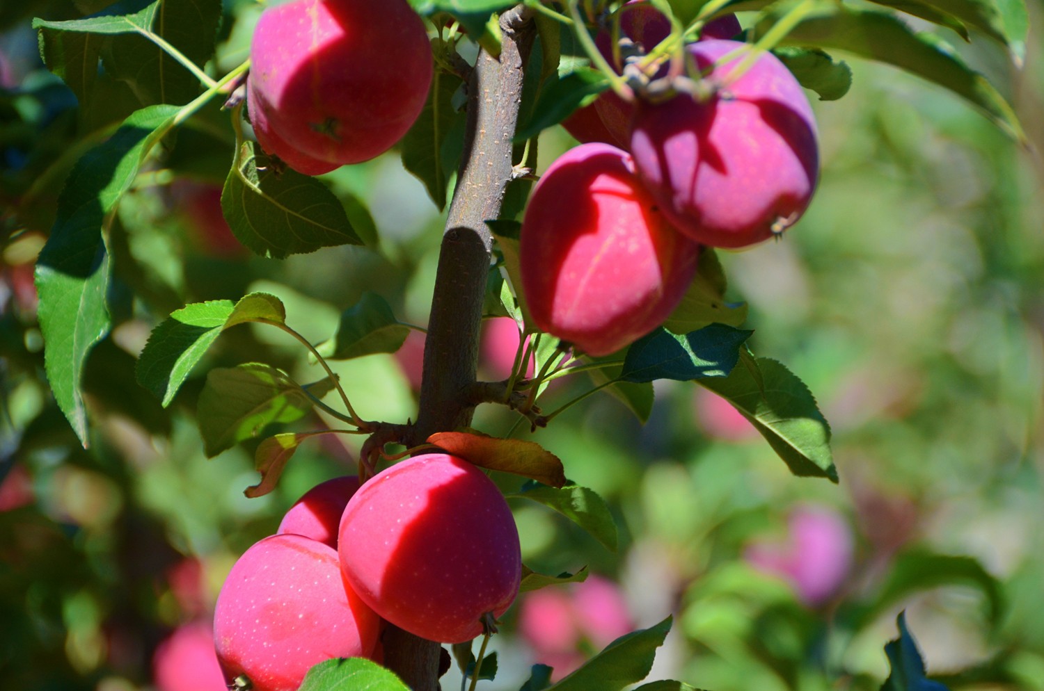 非常诱人的锦绣海棠果,原创摄影