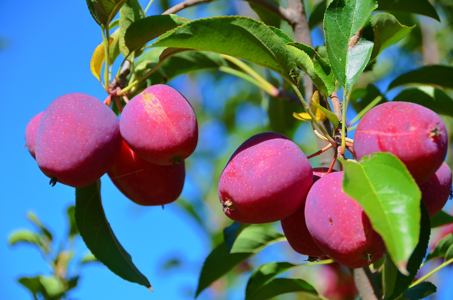 非常诱人的锦绣海棠果,原创摄影