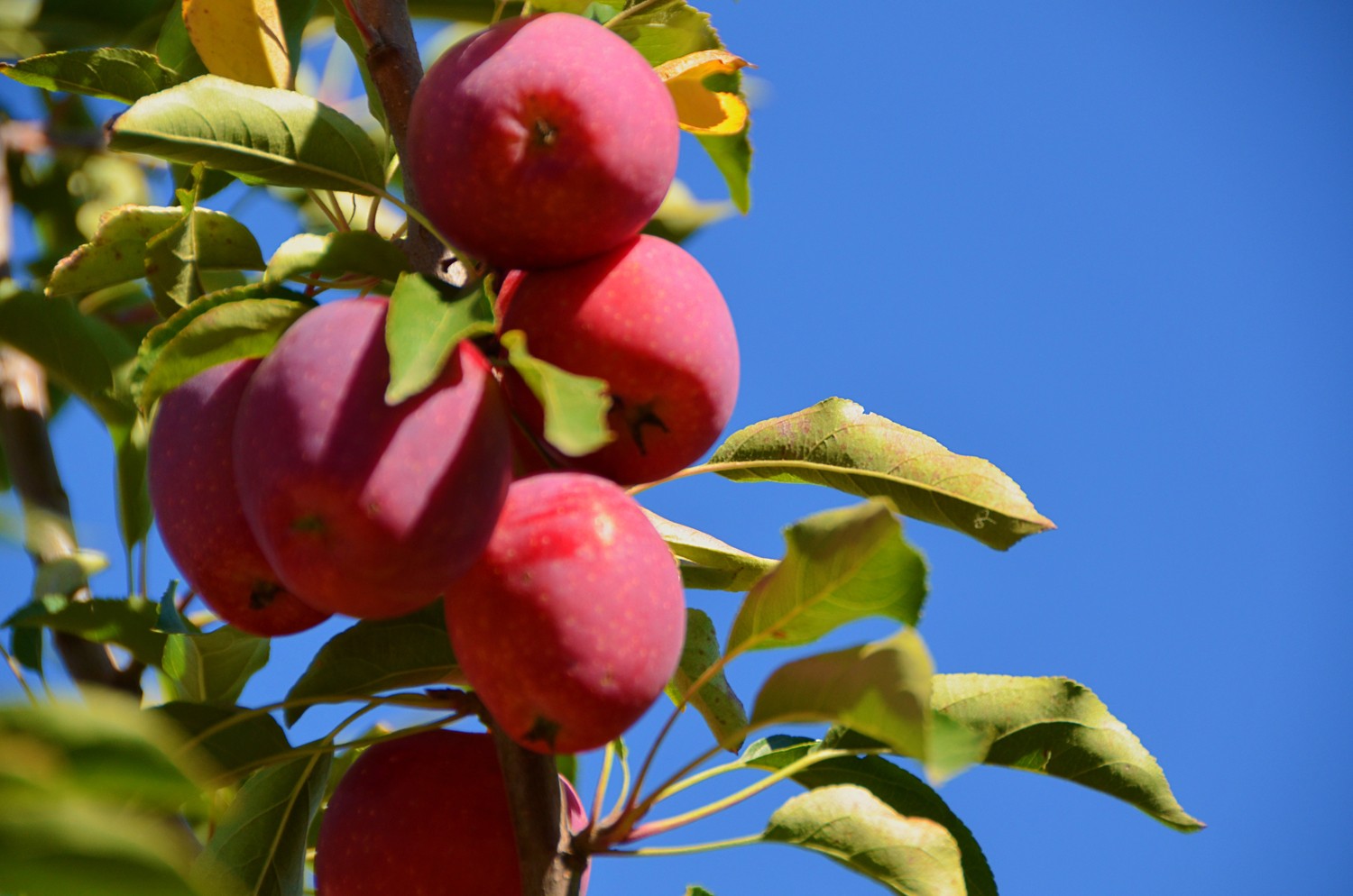 非常诱人的锦绣海棠果,原创摄影