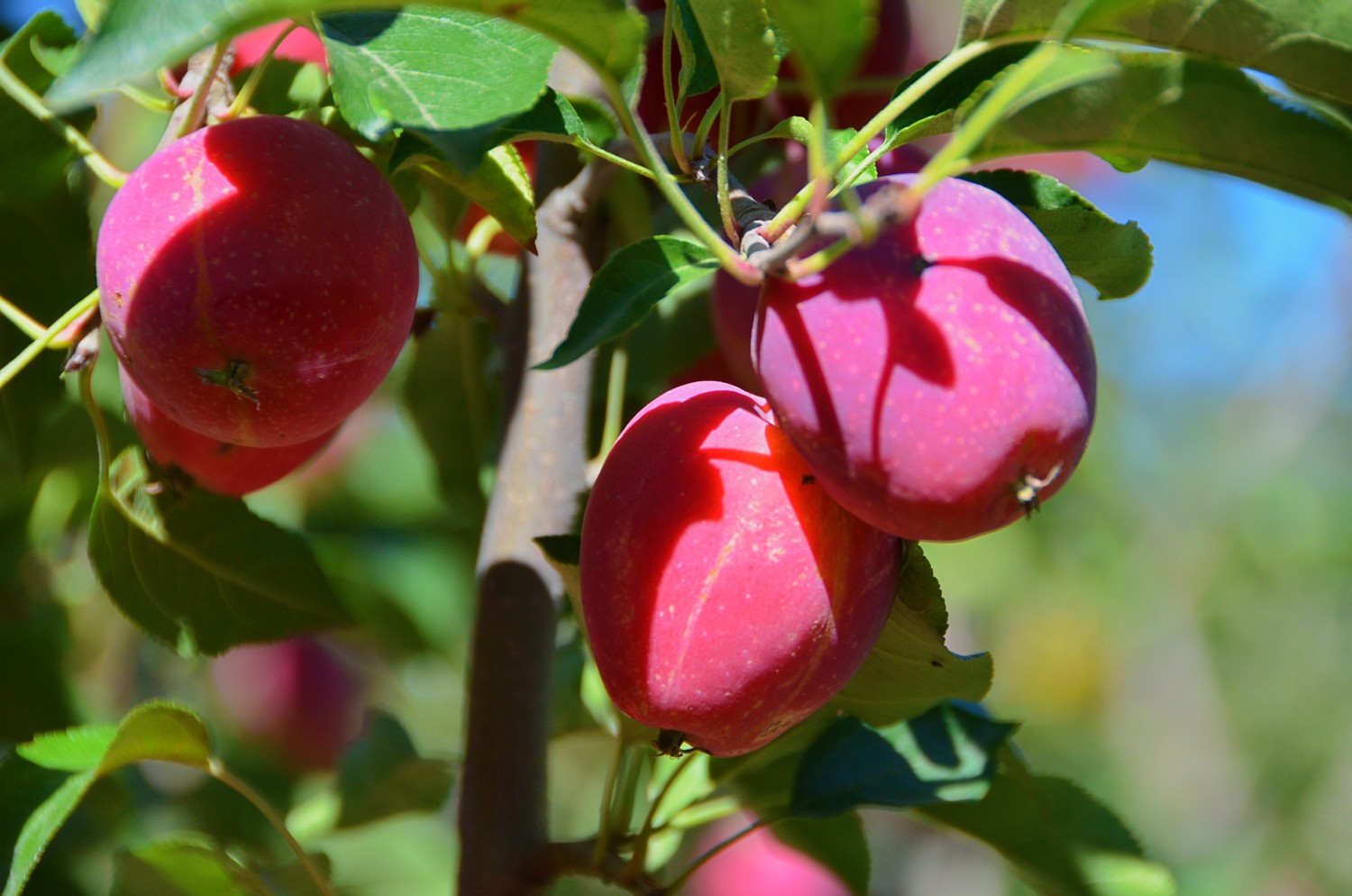 非常诱人的锦绣海棠果,原创摄影