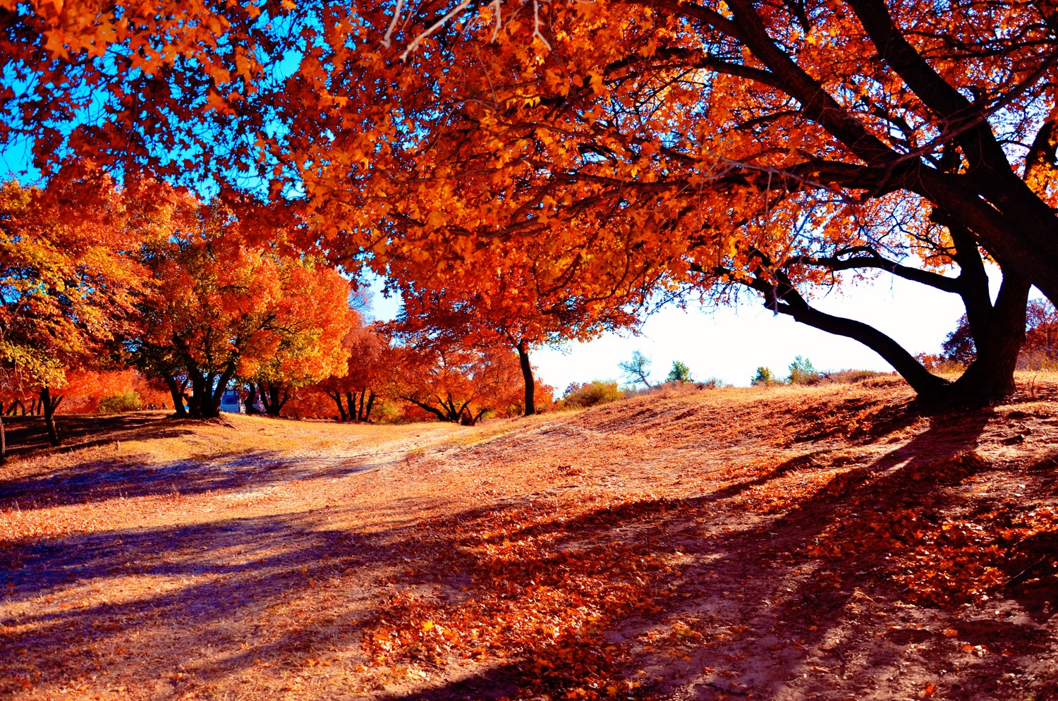 美丽的枫树,乌旦塔拉五角枫森林公园,原创摄影