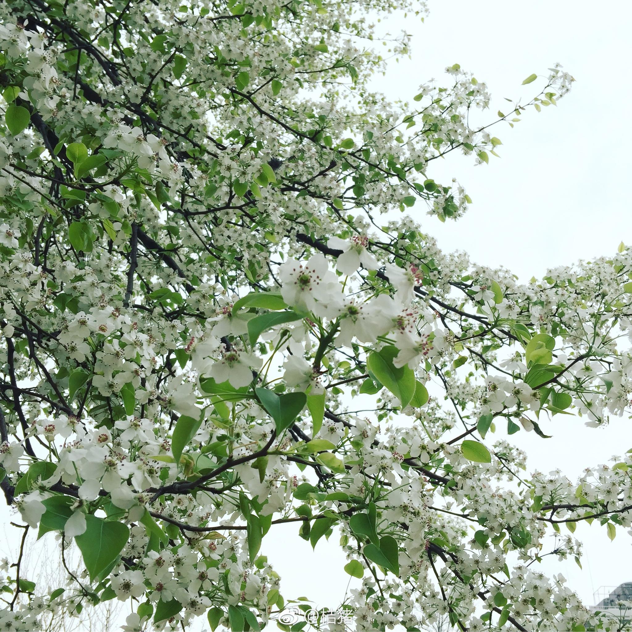 一棵巨大的梨树绽放出一树的雪白在春天焕发了最美的姿态