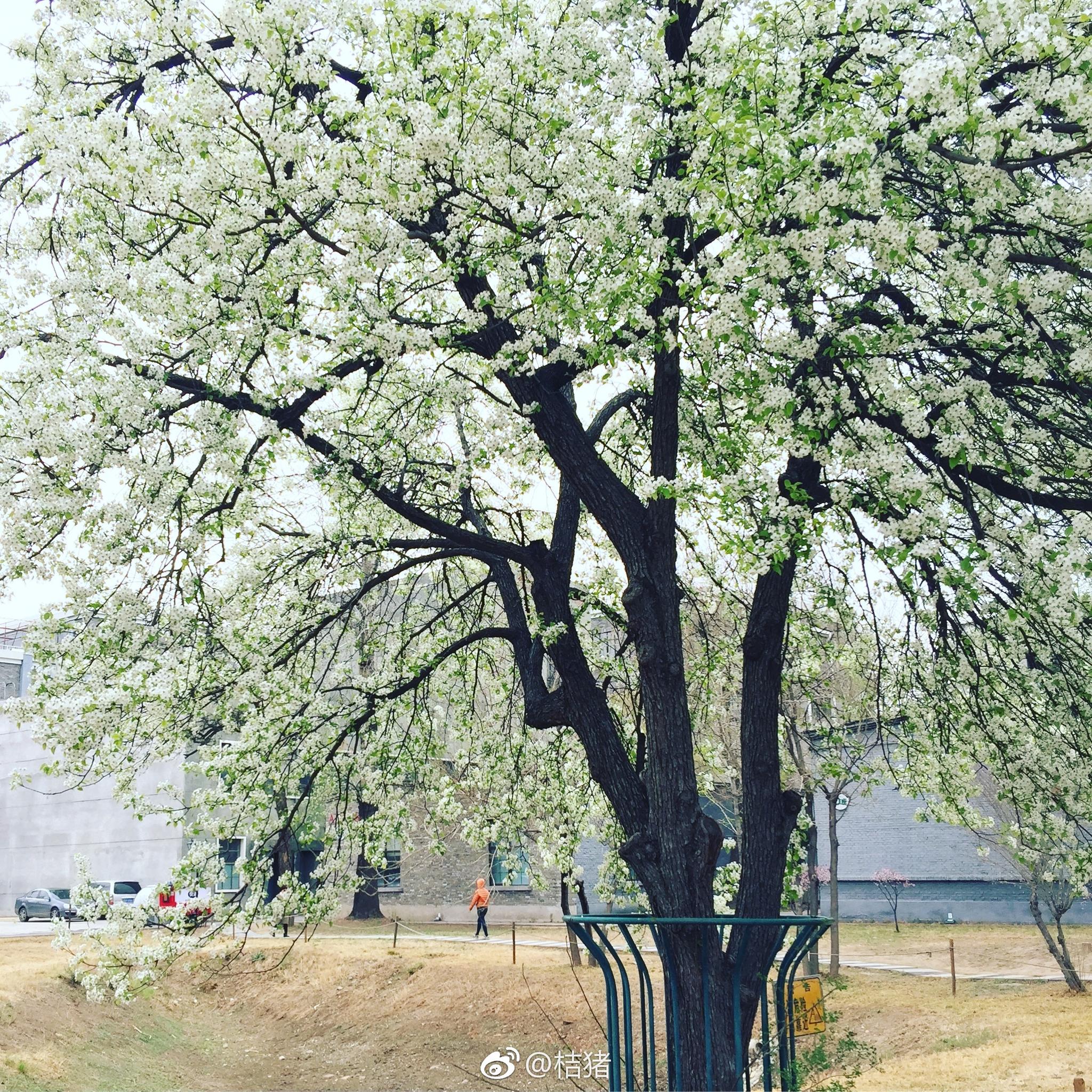 一棵巨大的梨树绽放出一树的雪白在春天焕发了最美的姿态