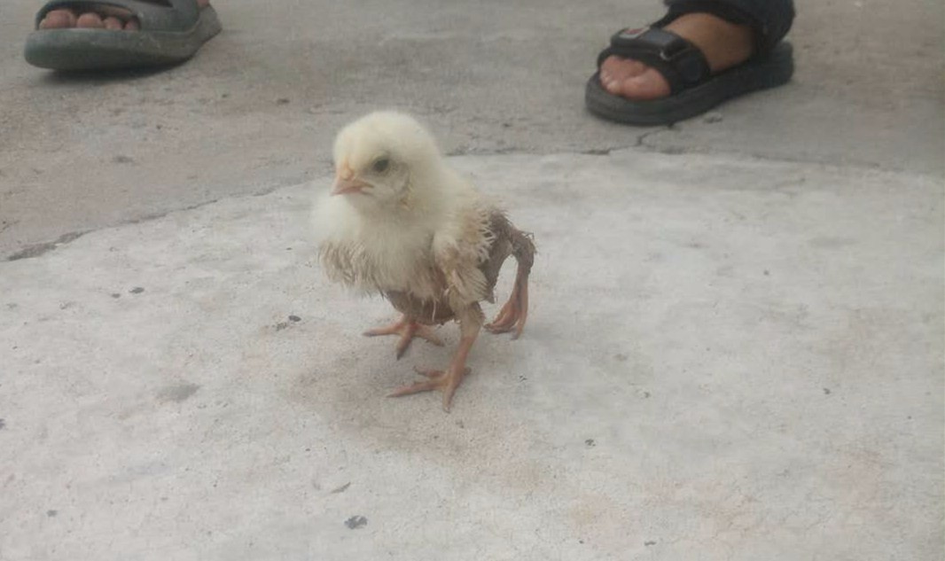 保定村民家中发现小鸡身长4条腿