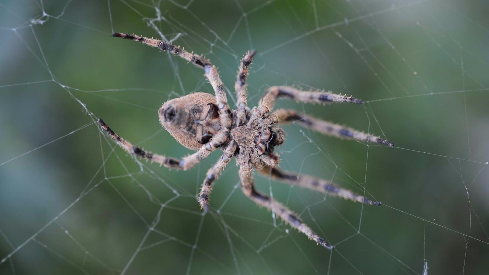 蜘蛛的"丝"有多厉害?虽比头发细,但其承重力却是钢琴线的5倍