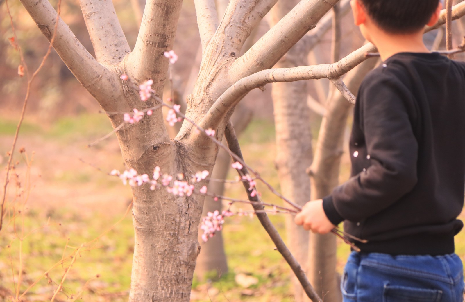 家长带孩子折花枝 赏花不文明行为煞风景